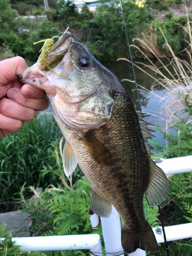 ラージマウスバスの釣果