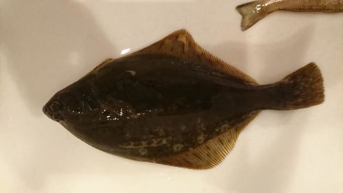 カレイの釣果