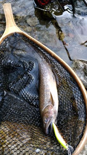 イワナの釣果