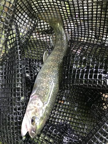 イワナの釣果