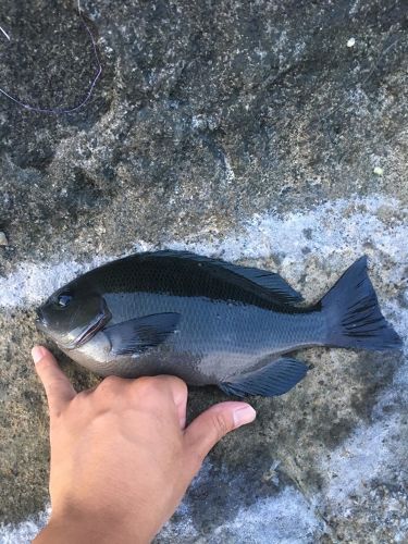 メジナの釣果