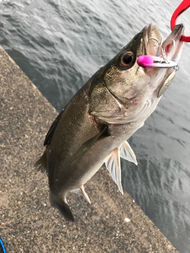 フッコ（マルスズキ）の釣果