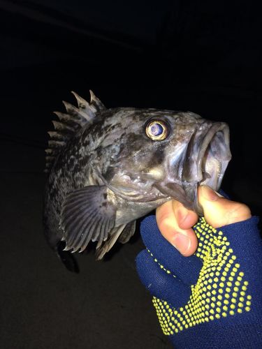 クロソイの釣果