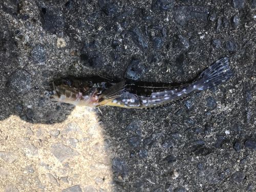 アナハゼの釣果