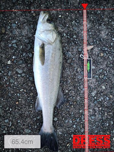 シーバスの釣果