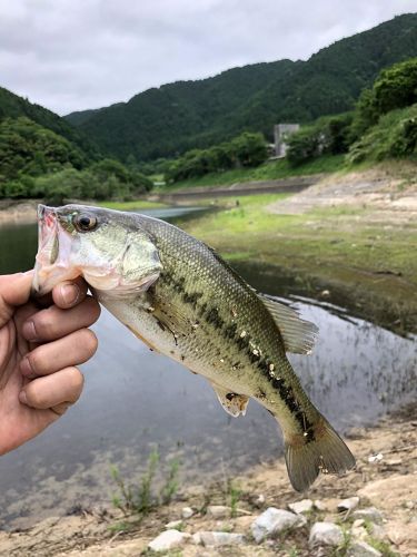 ラージマウスバスの釣果