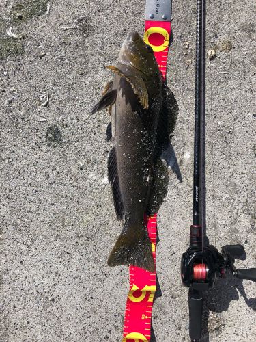 アイナメの釣果