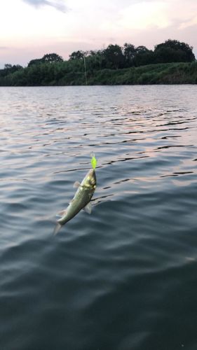 ニゴイの釣果