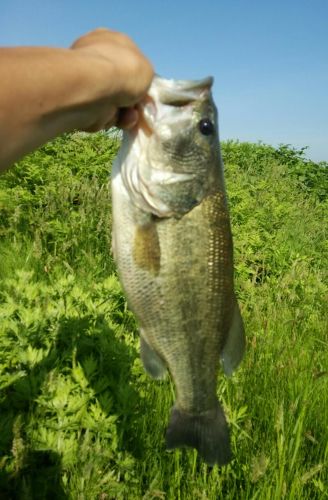 ラージマウスバスの釣果