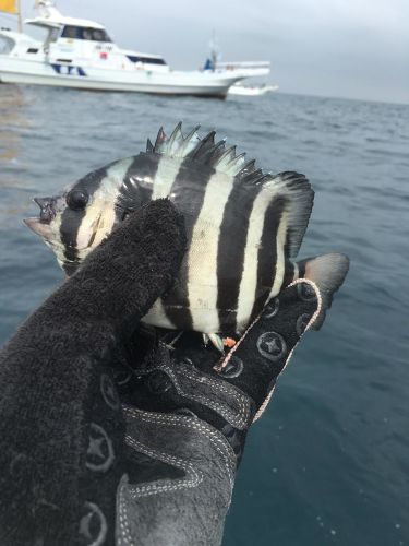 イシダイの釣果