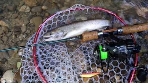 イワナの釣果