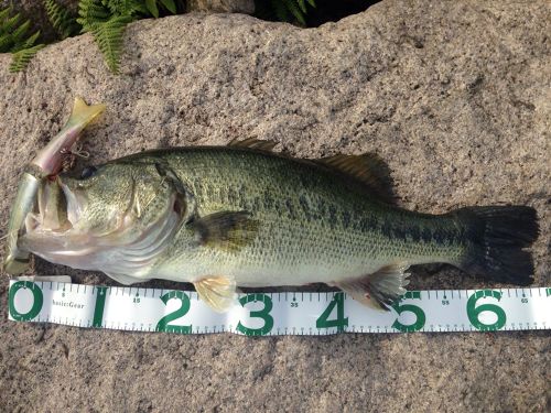 ブラックバスの釣果