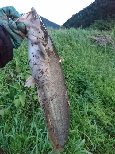 ナマズの釣果