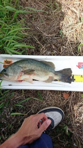 ブラックバスの釣果