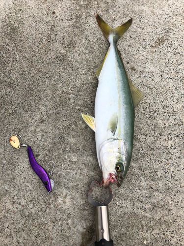 イナダの釣果