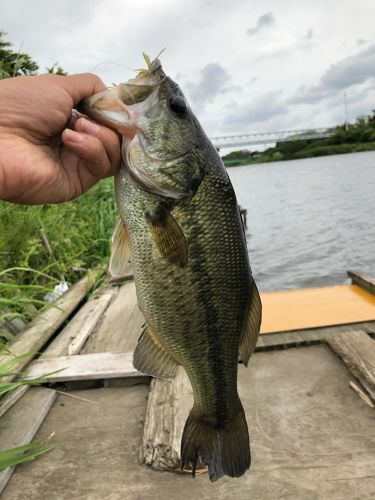 ラージマウスバスの釣果