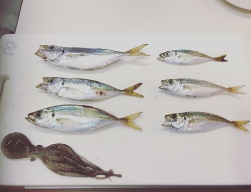 アジの釣果