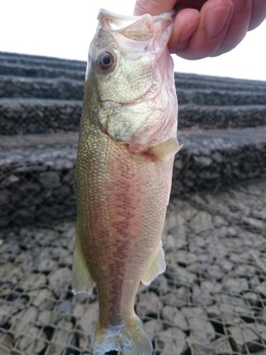 ラージマウスバスの釣果