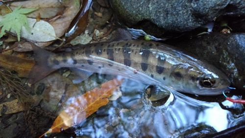 ヤマメの釣果