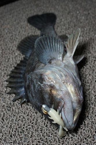 クロソイの釣果