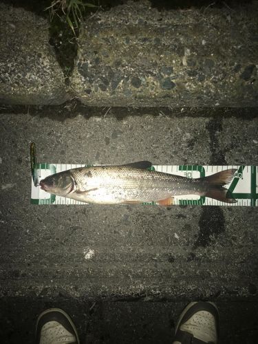 ウグイの釣果