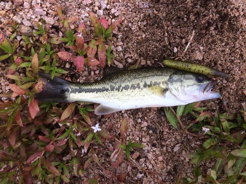 ラージマウスバスの釣果