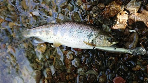 アマゴの釣果