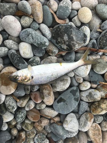 コノシロの釣果