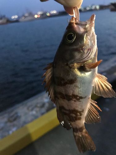 メバルの釣果