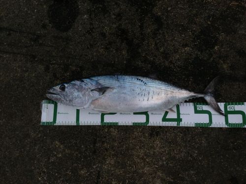 ハガツオの釣果