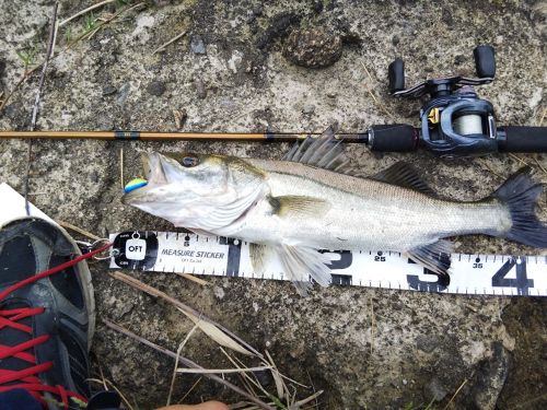 シーバスの釣果