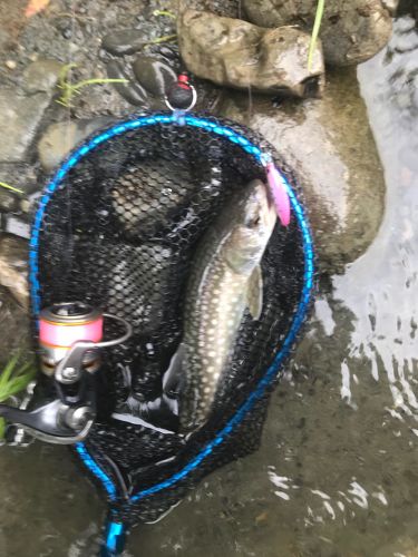 アメマスの釣果