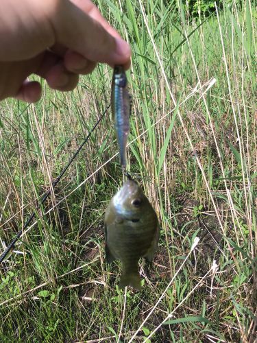 ブルーギルの釣果