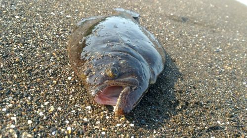 ヒラメの釣果