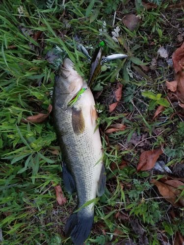 ブラックバスの釣果