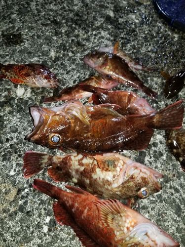 カサゴの釣果