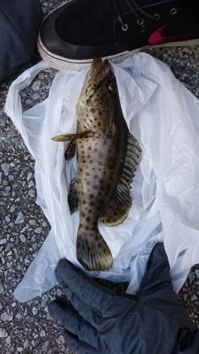 イシミーバイの釣果