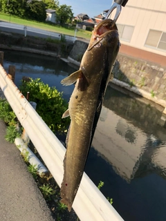 ナマズの釣果