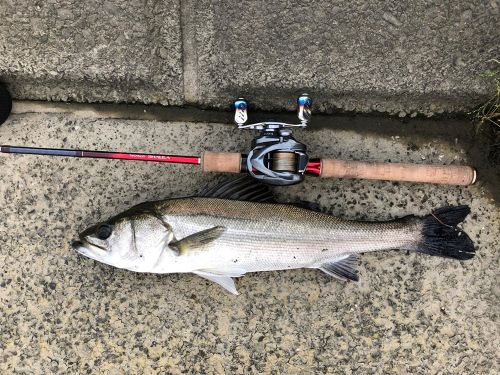 シーバスの釣果