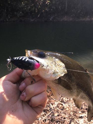 ブラックバスの釣果