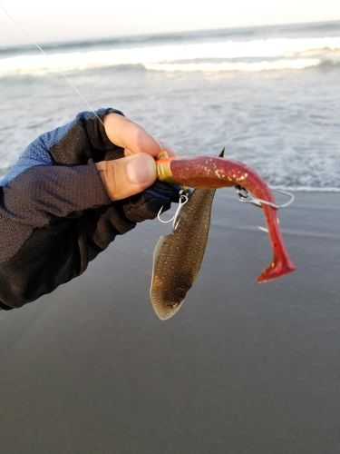 シタビラメの釣果