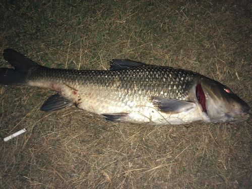 コイの釣果