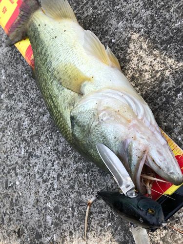 ブラックバスの釣果