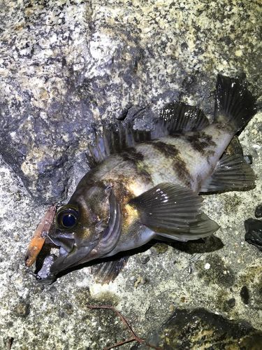 シロメバルの釣果