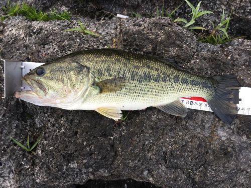 ブラックバスの釣果