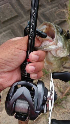 ブラックバスの釣果