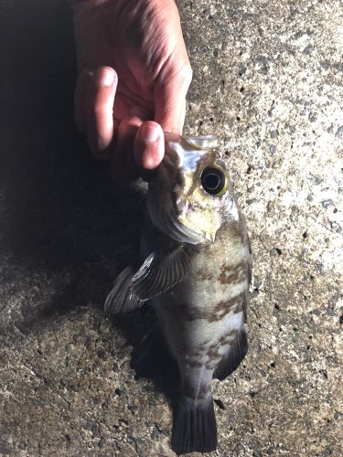 クロメバルの釣果