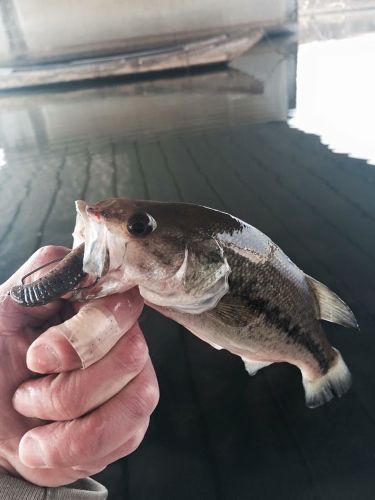 ラージマウスバスの釣果