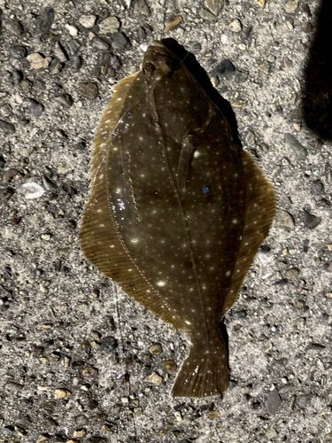 カレイの釣果