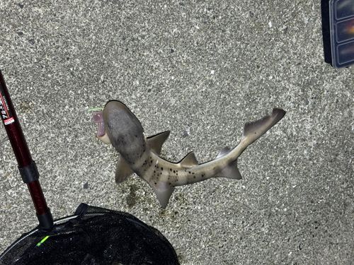 ネコザメの釣果
